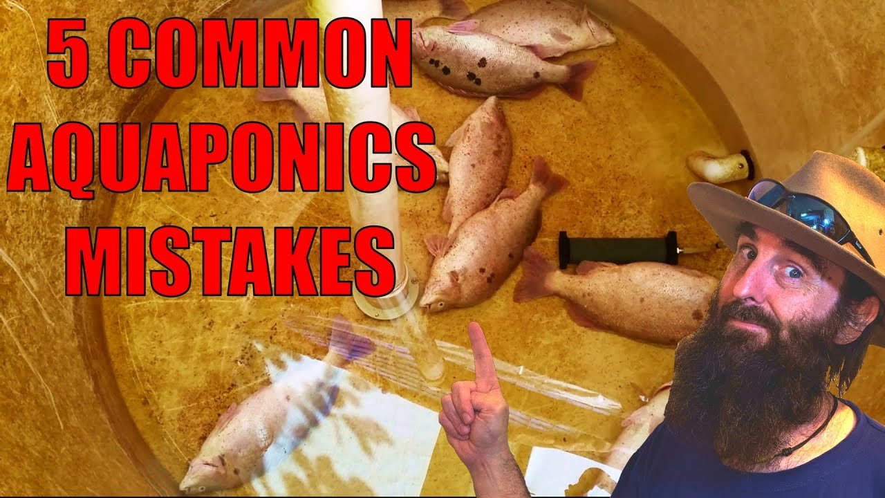 Create Your Own DIY Aquaponics System in Morgantown Easy Guide