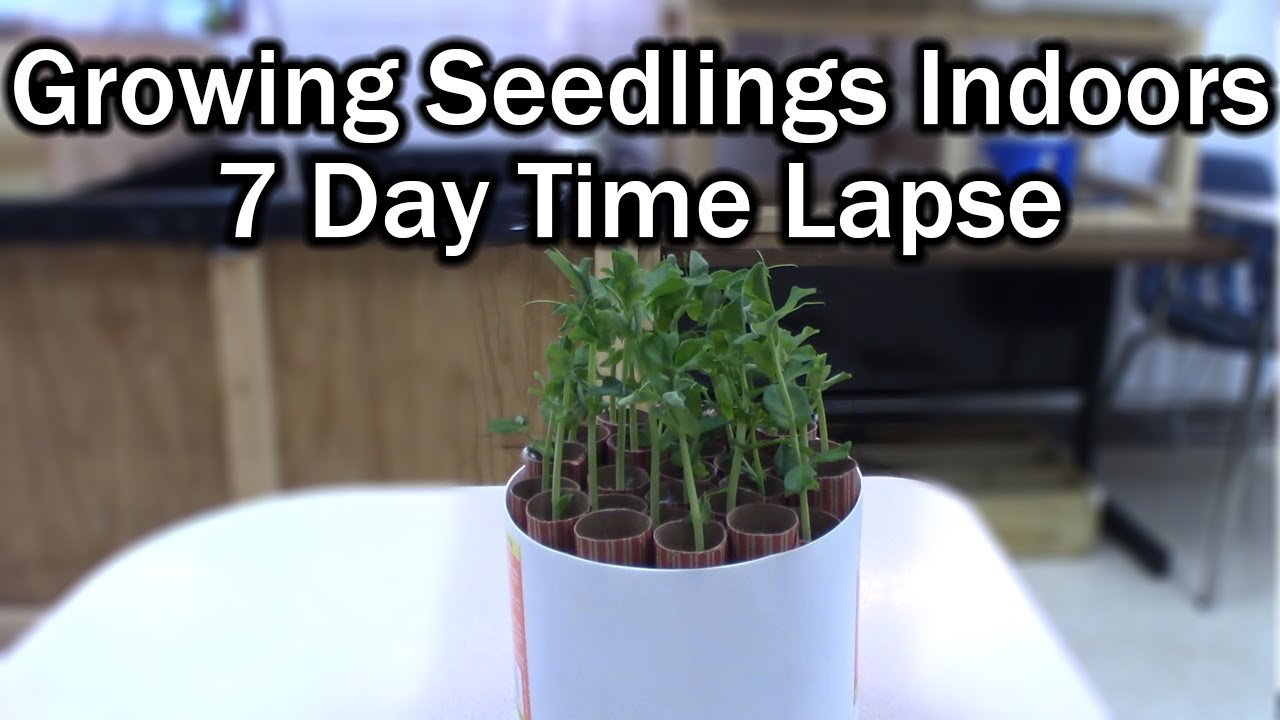Top Benefits of an Aquaponics System in Grand Junction