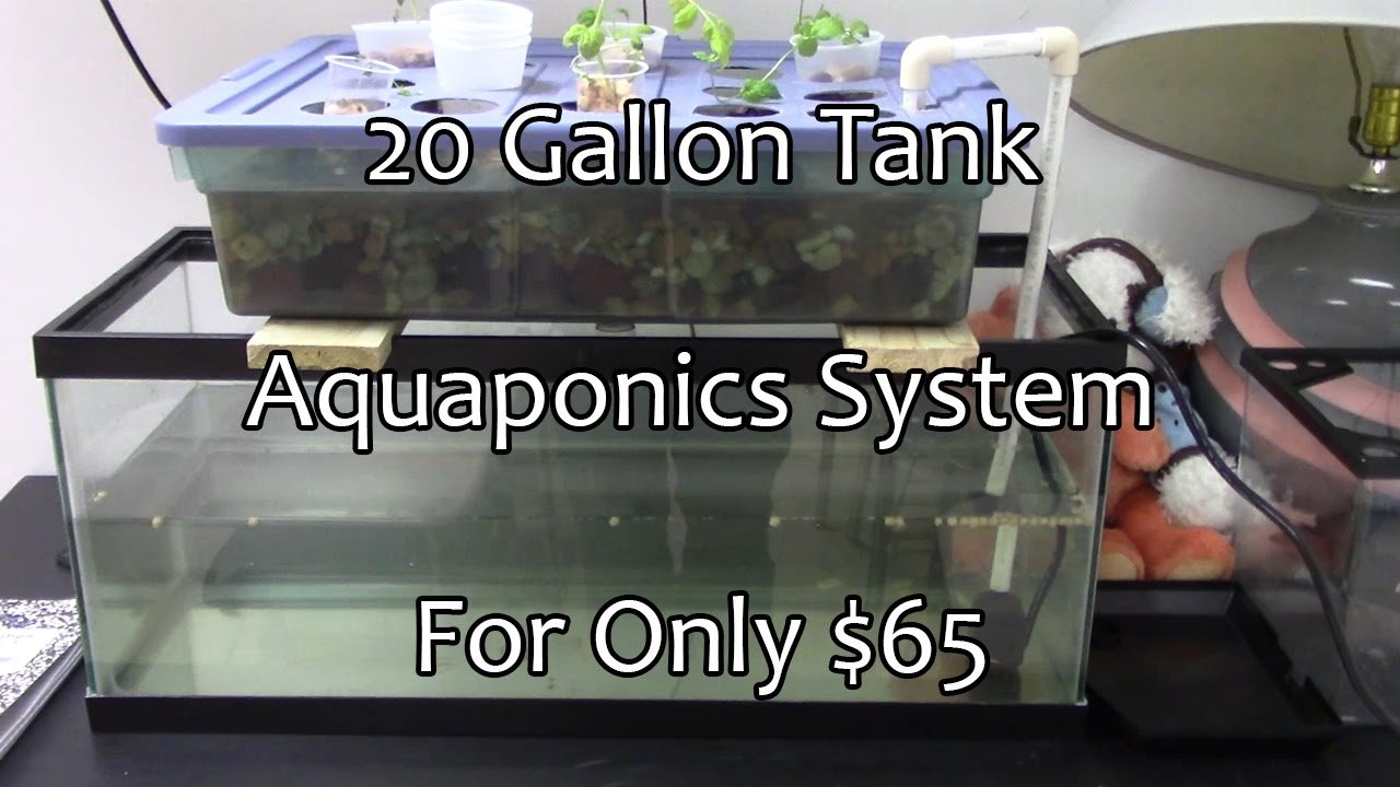 Exploring the Benefits of an Aquaponics System in Sewanee