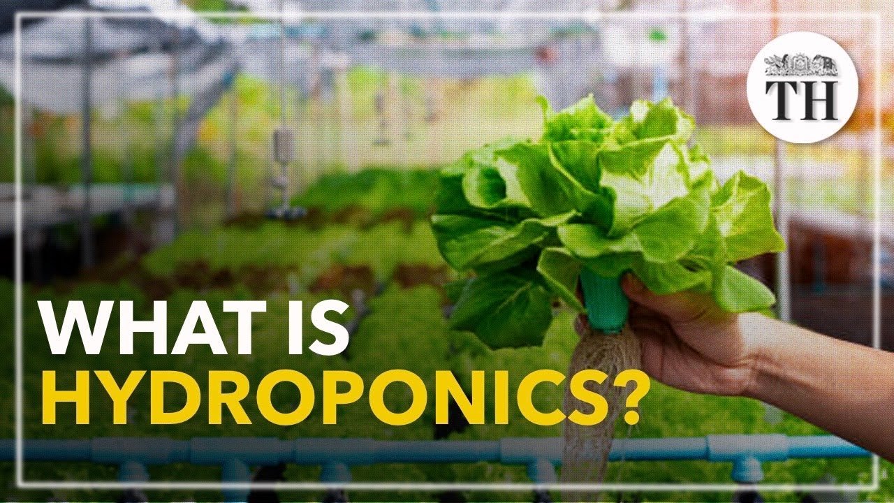 Maximize Your Yield with Flo and Grow Hydroponics Techniques