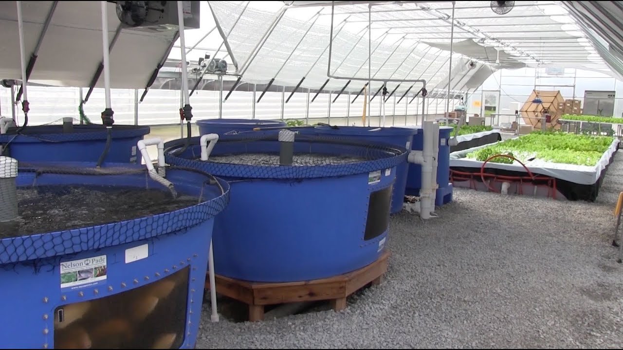How to Start Aquaponics in Pullman: A Beginner’s Guide
