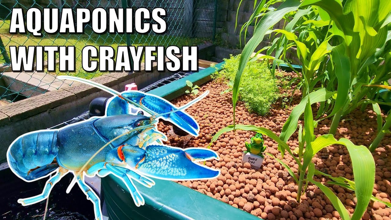 Exploring Aquaponics in Oklahoma: A Sustainable Future for Farming