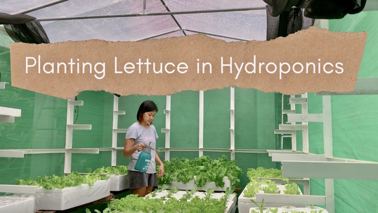 Top Hydroponic Supplies for Thriving Indoor Gardens in 2023