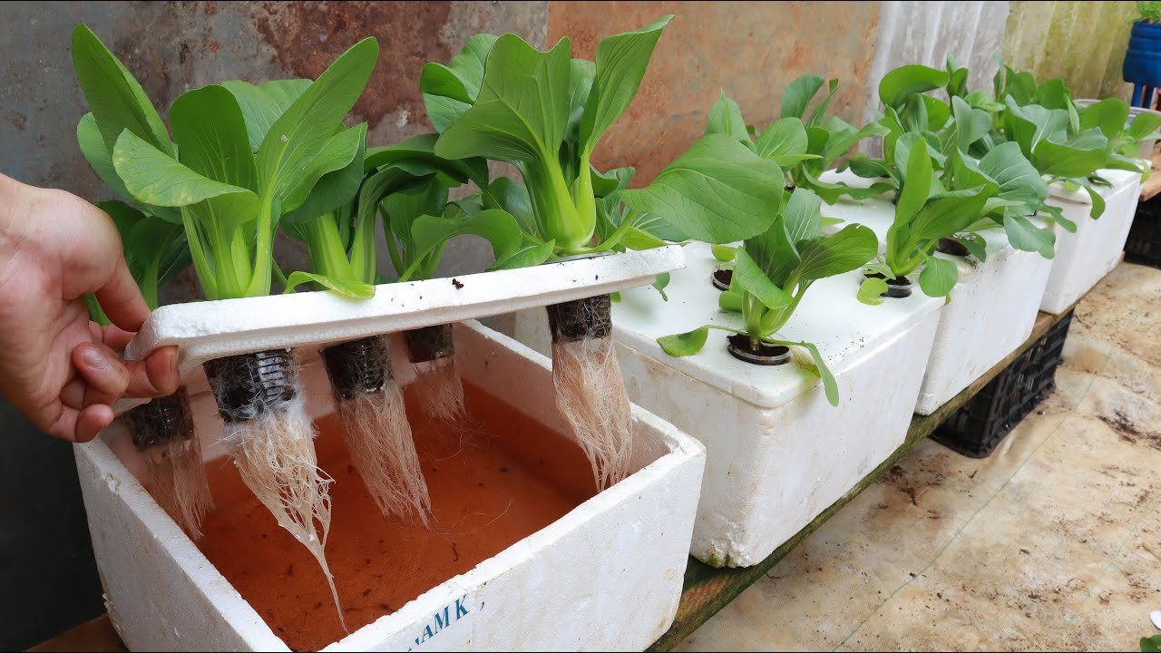 Essential Guide to Aquaponics for Beginners in Bemidji
