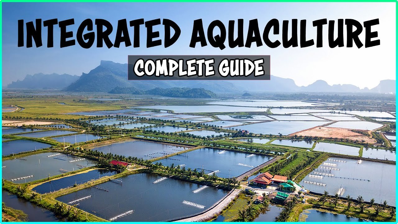 Create Your Own DIY Aquaponics System in Arcata