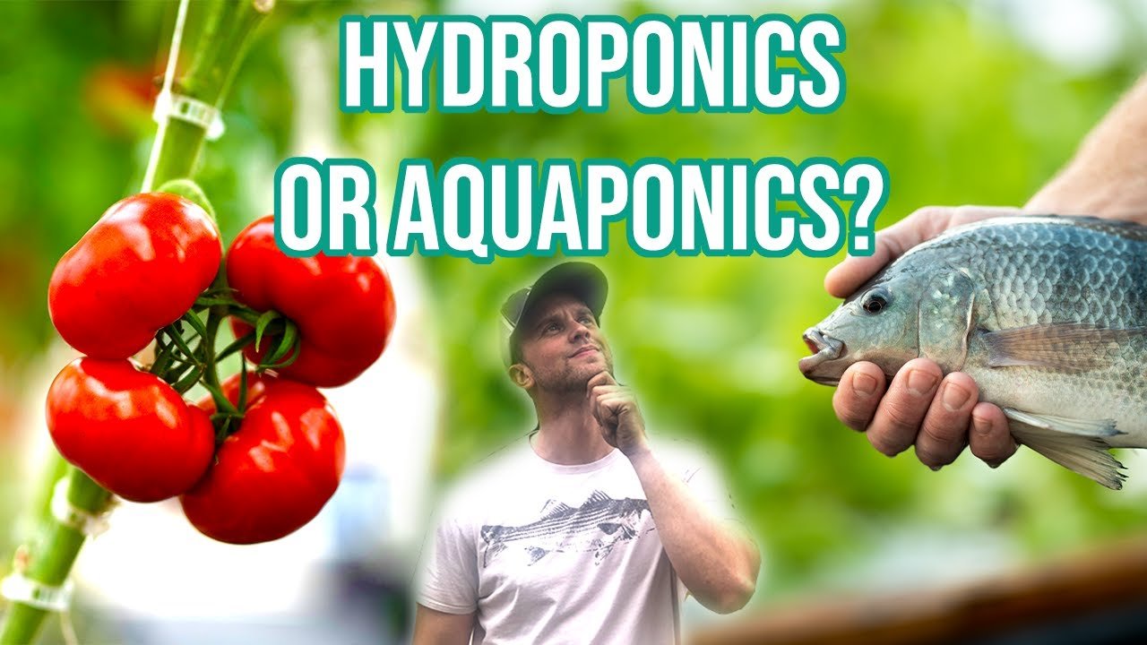 Ultimate Guide to Building an Aquaponics System in Arcata