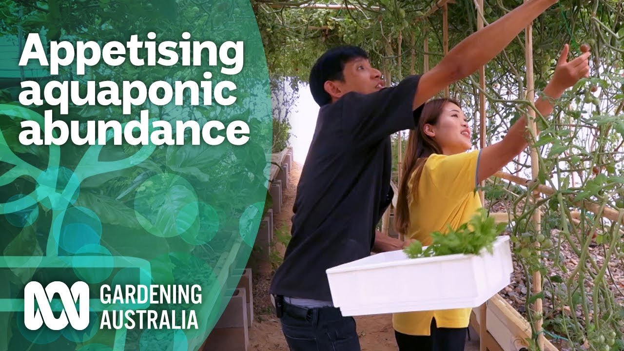 Kickstart Your Backyard Aquaponics Journey in Pullman Today!