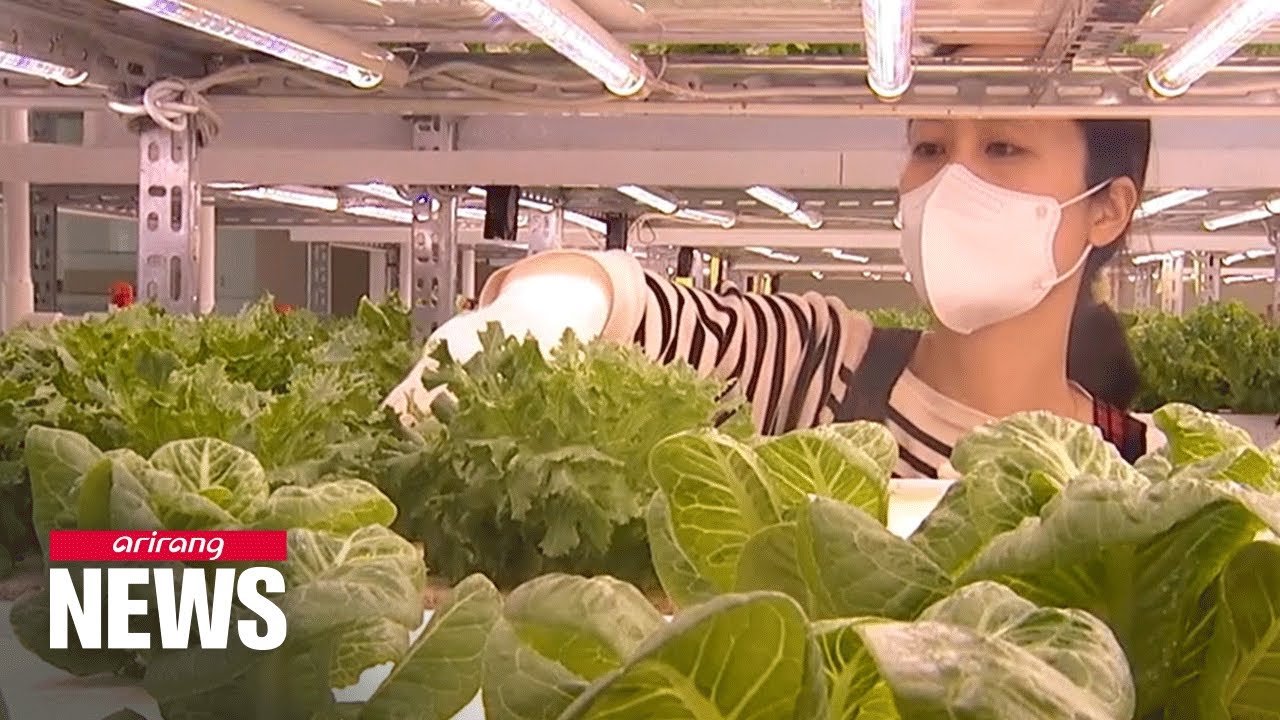 Ultimate Guide to Aquaponics for Beginners in Oxford