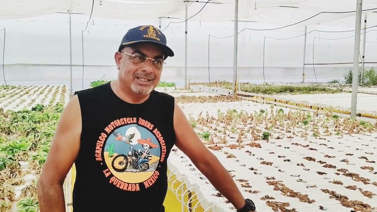 Unlocking the Potential of D and S Hydroponics for Home Gardening
