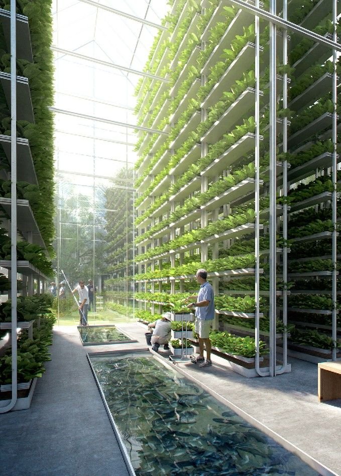Ultimate Guide to Setting Up an Aquaponics System in Austin