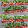 Top Affordable Aquaponics Kits in Durango for Sustainable Gardening