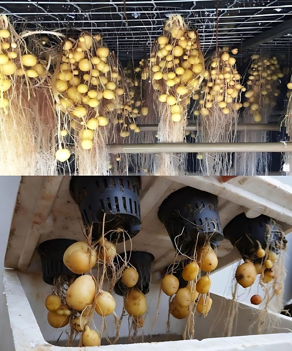 Creating a Thriving Backyard Aquaponics System in Missoula