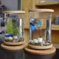 Transform Your Garden: Exploring Aquaponics in Pennsylvania