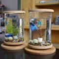Guide to Starting Aquaponics in Santa Fe: A Step-by-Step Approach