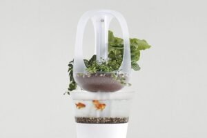 How to Start Aquaponics in Ithaca: A Step-by-Step Guide