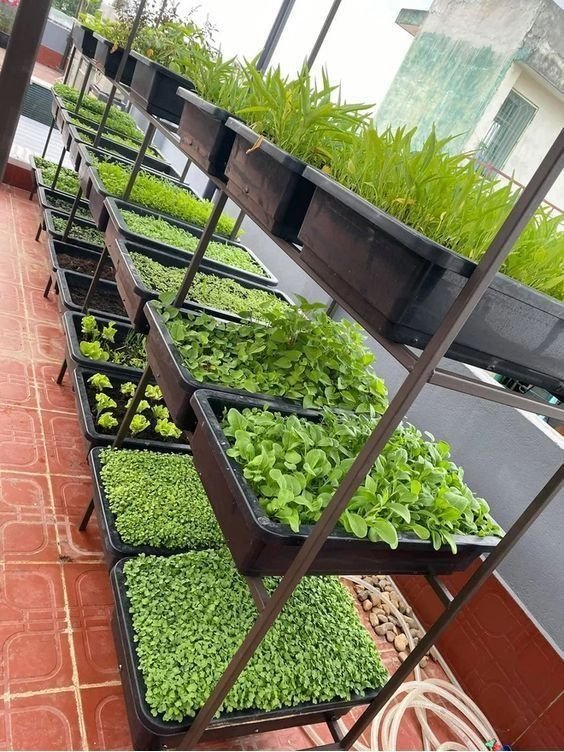 Exploring Aquaponics in South Carolina: A Sustainable Farming Guide