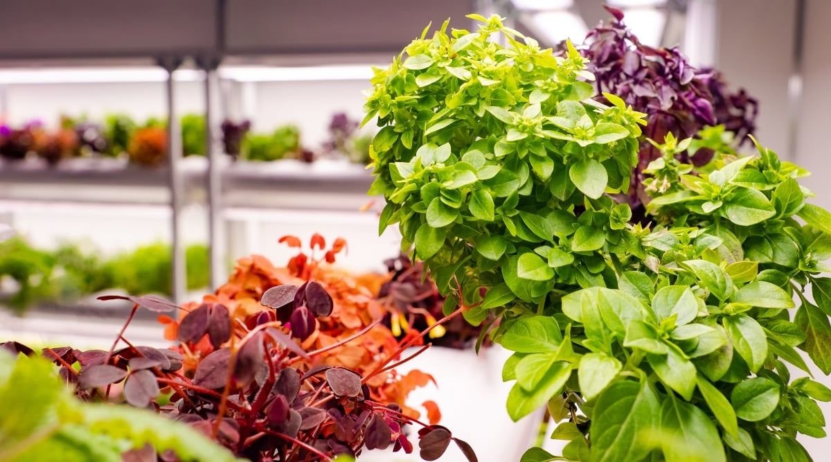 Top Affordable Aquaponics Kits in Ithaca for Eco-Friendly Gardening