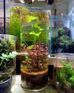 Ultimate Guide to Backyard Aquaponics in Corvallis for Thriving Gardens