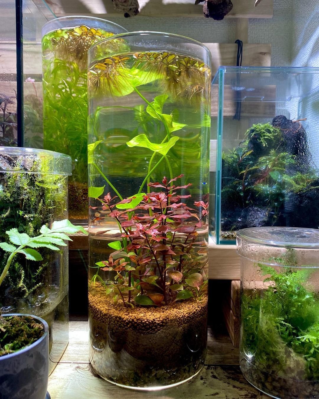 Create Your Own DIY Aquaponics System in Gainesville Effortlessly