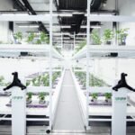 Top Affordable Aquaponics Kits in Spokane for Every Budget