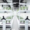 Creating a Thriving Backyard Aquaponics System in Ann Arbor