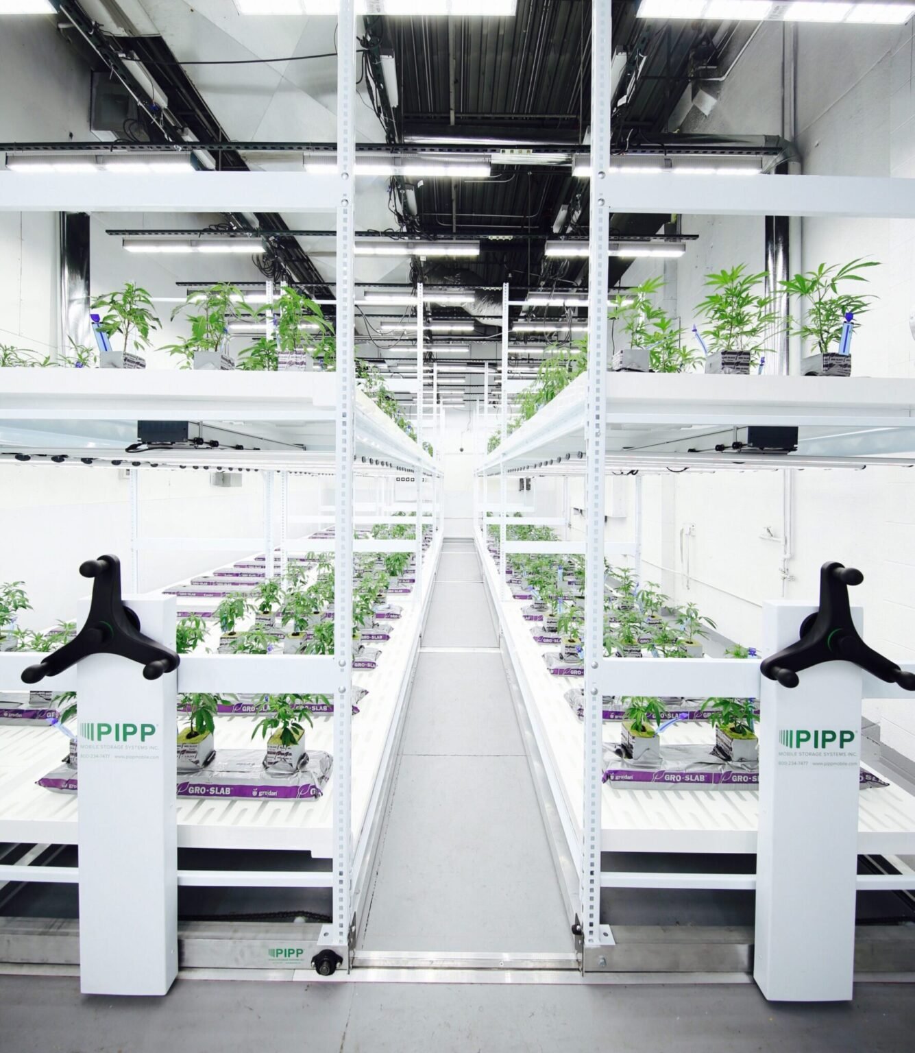 How to Start Aquaponics in Chico: A Beginner’s Guide