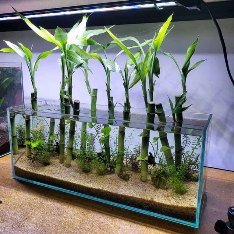 Ultimate Guide to Indoor Aquaponics System in Athens